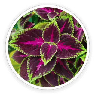eyefortin official Coleus Forskohlii Extract ingredient