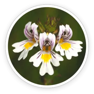 eyefortin official Eyebright Extract ingredient