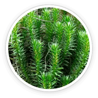 eyefortin official Huperzine A ingredient